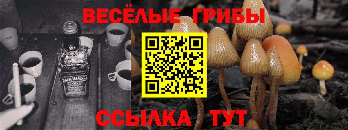 Псилоцибиновые грибы Psilocybine cubensis Тулун